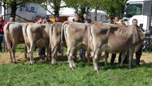 ZF Vivien B73 Hurschler Arnold Engelberg